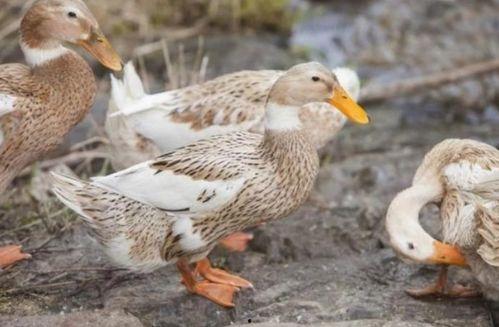 鸭子国产视频,鸭子的趣味生活大揭秘 第2张 鸭子国产视频,鸭子的趣味生活大揭秘 第2张